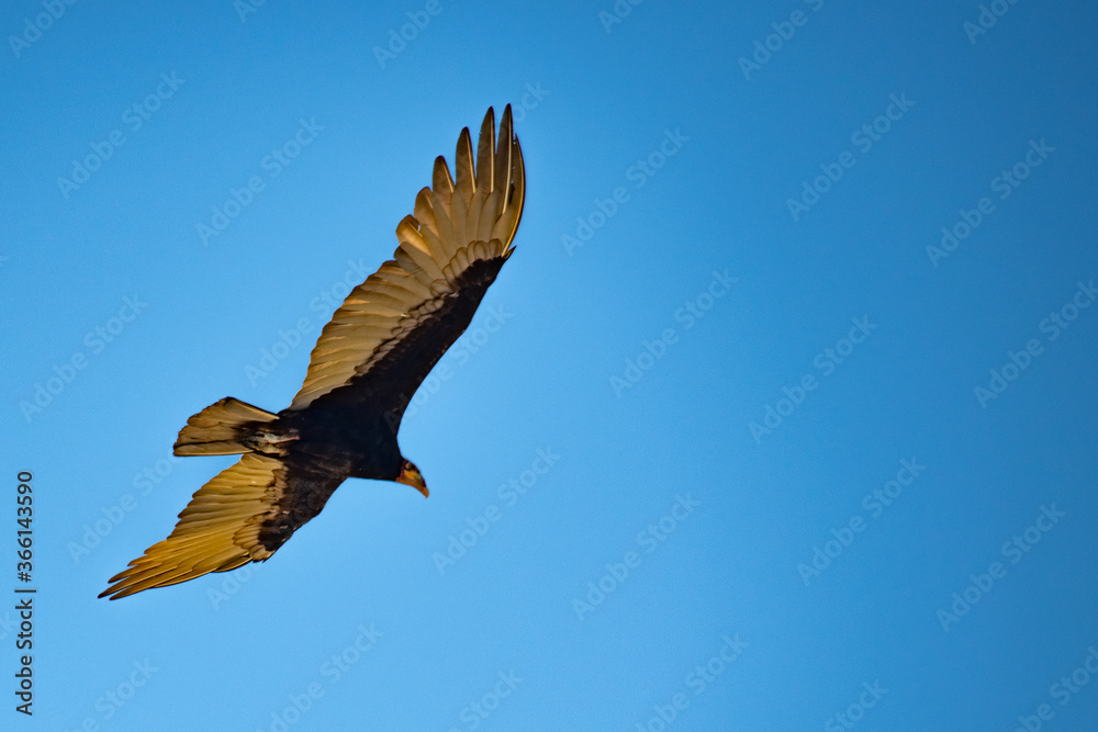 Naklejka premium Voo do pássaro com suas asas grandes.