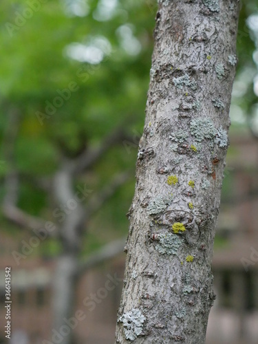 trunk of birch