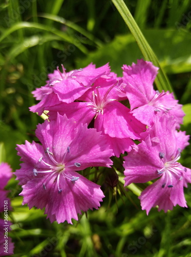 pink flower in the garden