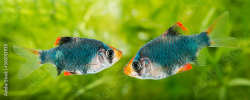 Schilderij op canvas Puntius tetrazona -  an aquarium fish
