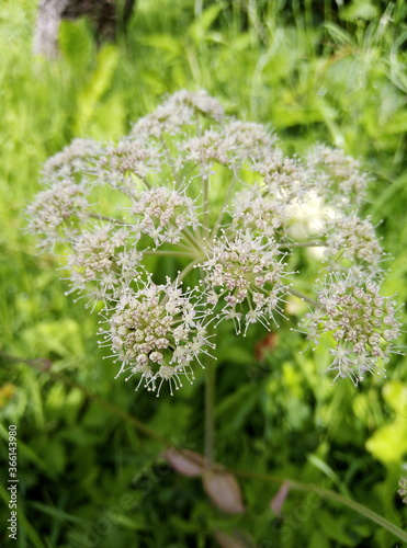 close up of a flower