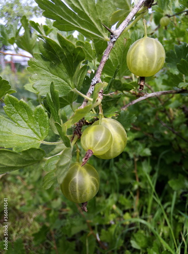 gooseberries on the vine