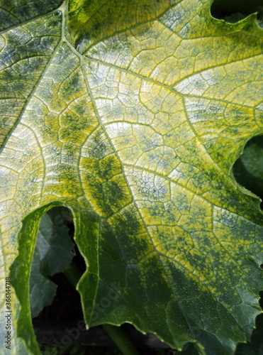 green leaf texture