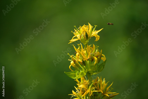 Gentiane jaune et syrphe