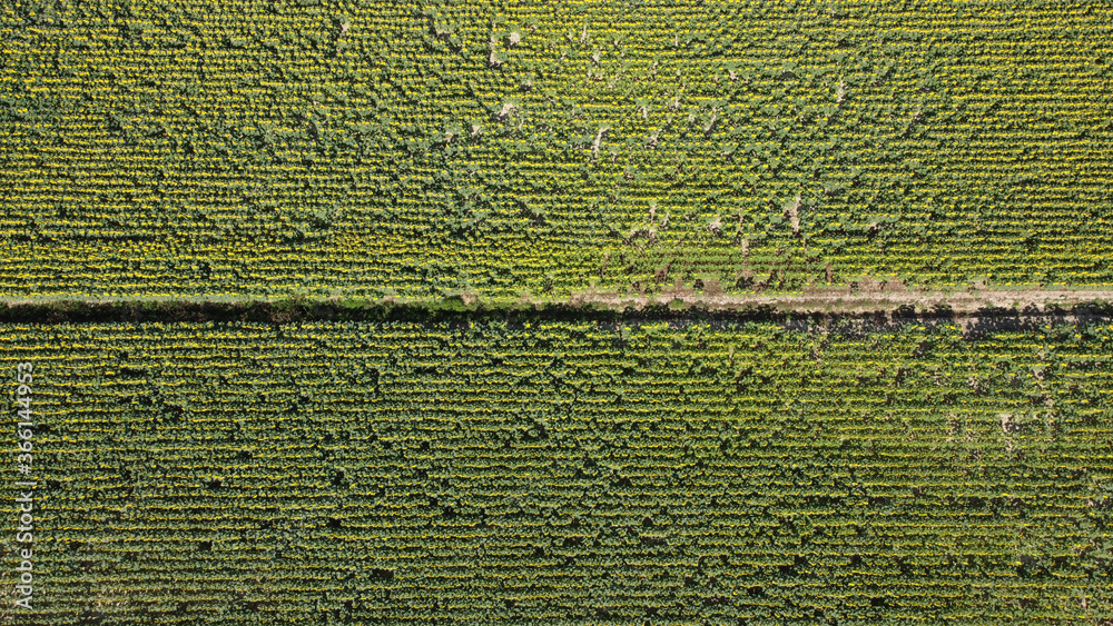 Aerial view of a sunflower field in Tuscany, Italy Aerial view of a sunflower field in Tuscany, Italy