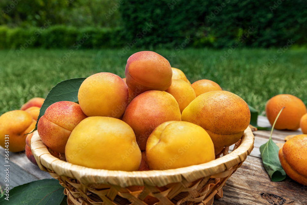 Apricots in a basket on wooden boards outdoors on a background of green grass, picnic time and family vacation. Fresh fruit concept.