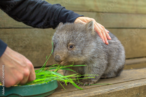 Foto Closeup of a cute wombat joey, Vombatus ursinus, eating grass