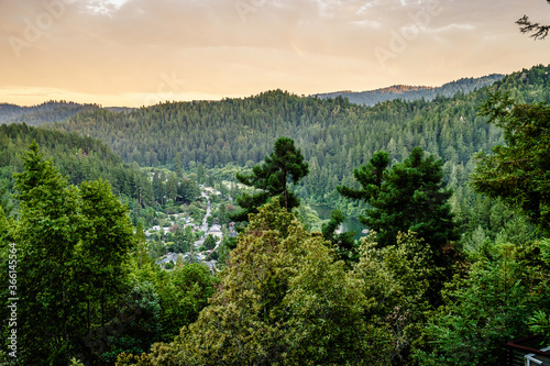 Sequoia and pine trees in Guernewood Park