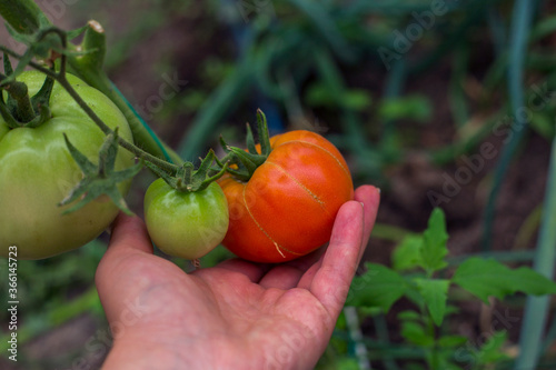 Woman hands picking tomatto in the garden
