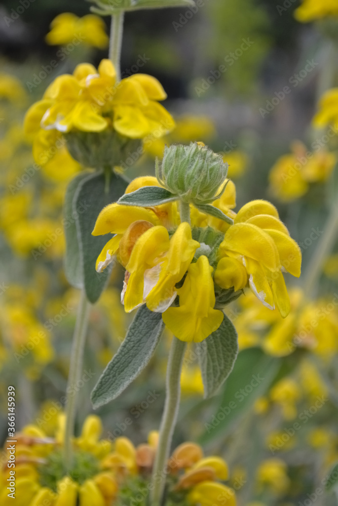 エルサレムセージ(Phlomis) エルサレムセージ(Phlomis)