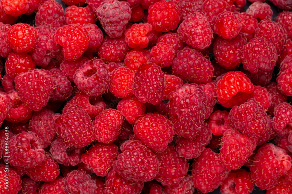 Red Raspberry Panorama Photo, raspberry isolated on black background. Background, texture made of red raspberry berries. Mock up. Close up Red Raspberry Panorama Photo, raspberry isolated on black background. Background, texture made of red raspberry berries. Mock up. Close up