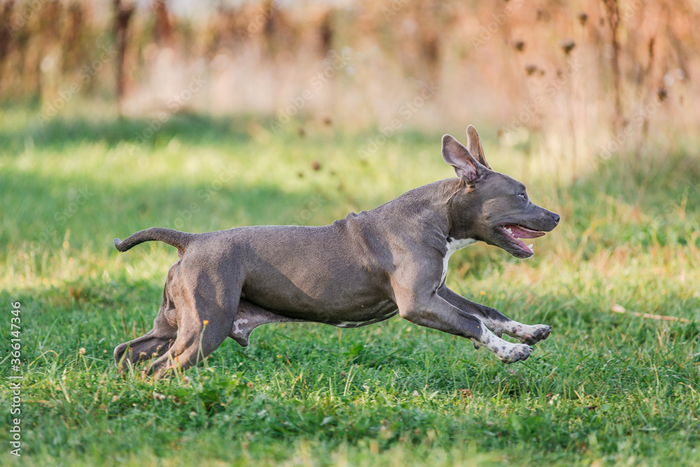 puppy staffordshire terrier walks in the park in autumn puppy staffordshire terrier walks in the park in autumn