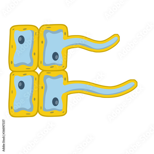 Cells of living things. Biology and root of the plant under a microscope. scientific model for education. Cartoon illustration