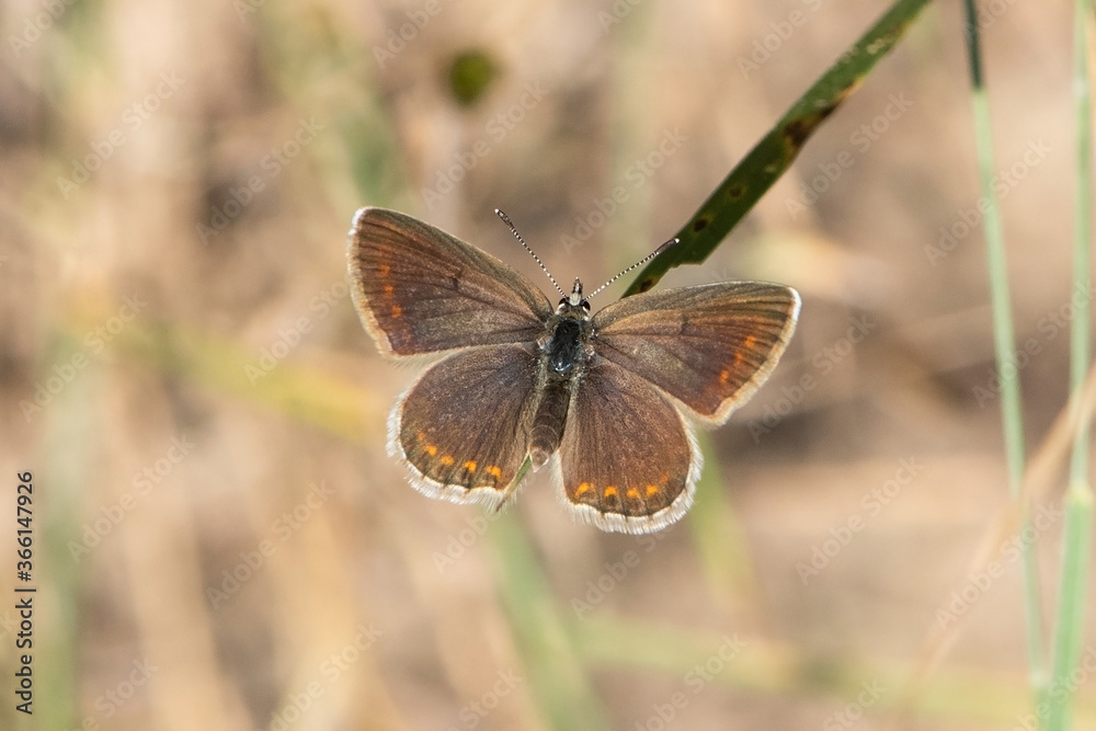 Obraz premium butterfly on the grass