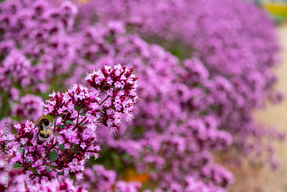 Fototapeta premium close up of lavender flowers