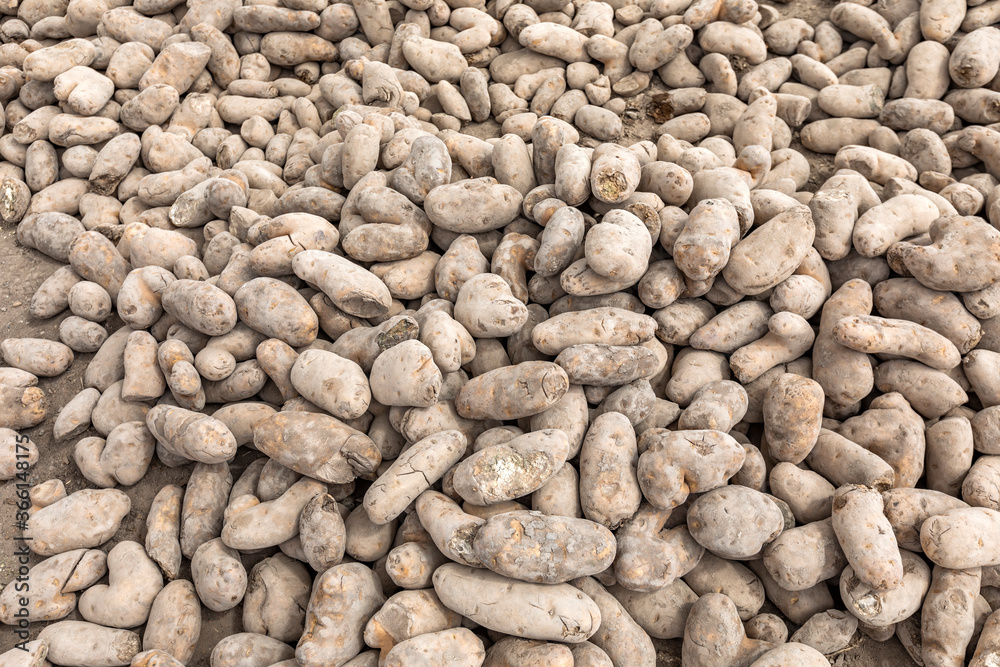 Pile of potatoes left for public by farmers during COVID-19 pandemic Pile of potatoes left for public by farmers during COVID-19 pandemic