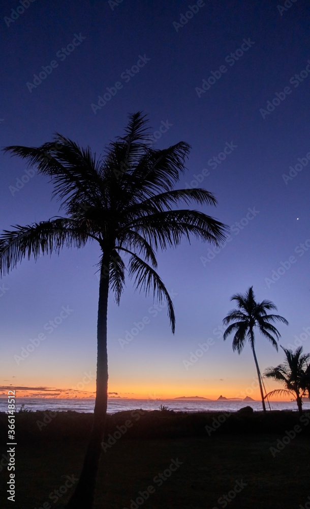 USA, Hawaii, O'ahu, Kailua Beach, Silhouette of palm trees at sunset USA, Hawaii, O'ahu, Kailua Beach, Silhouette of palm trees at sunset