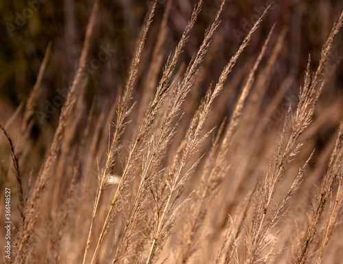 Wiosenna trawa © Bartomiej