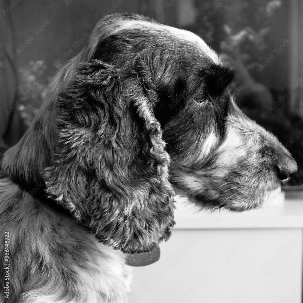 Black and White Cocker Spaniel pet dog Black and White Cocker Spaniel pet dog