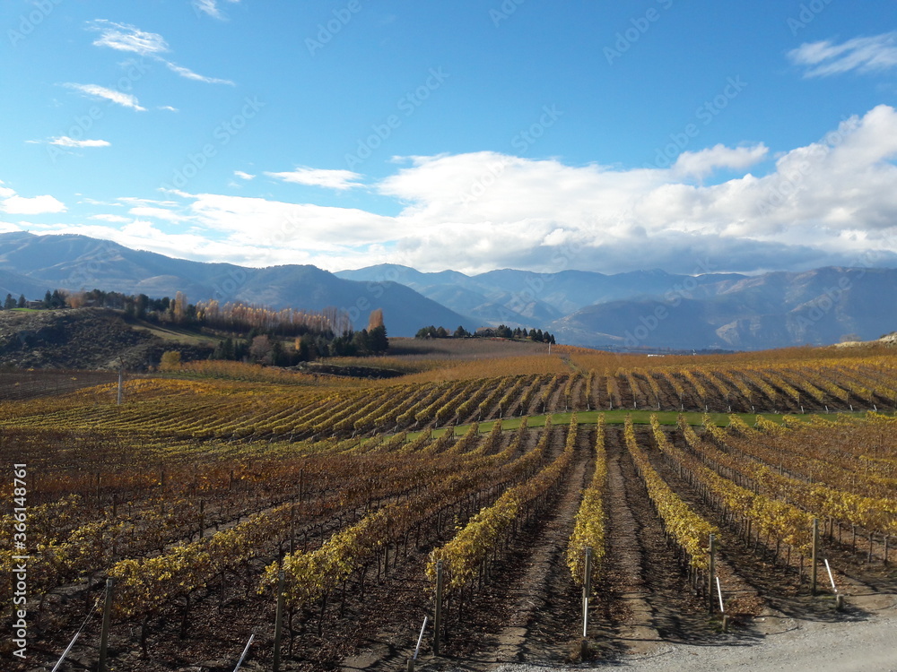 Washington Winery Vineyard Landscape 2016