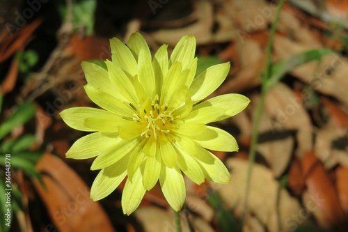 Beautiful Carolina desert chicory flower in Florida wild, closeup photo