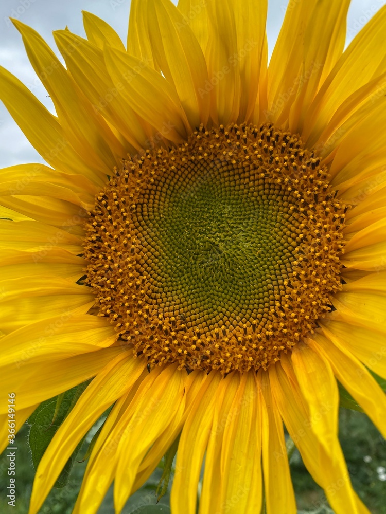 sunflower close up sunflower close up