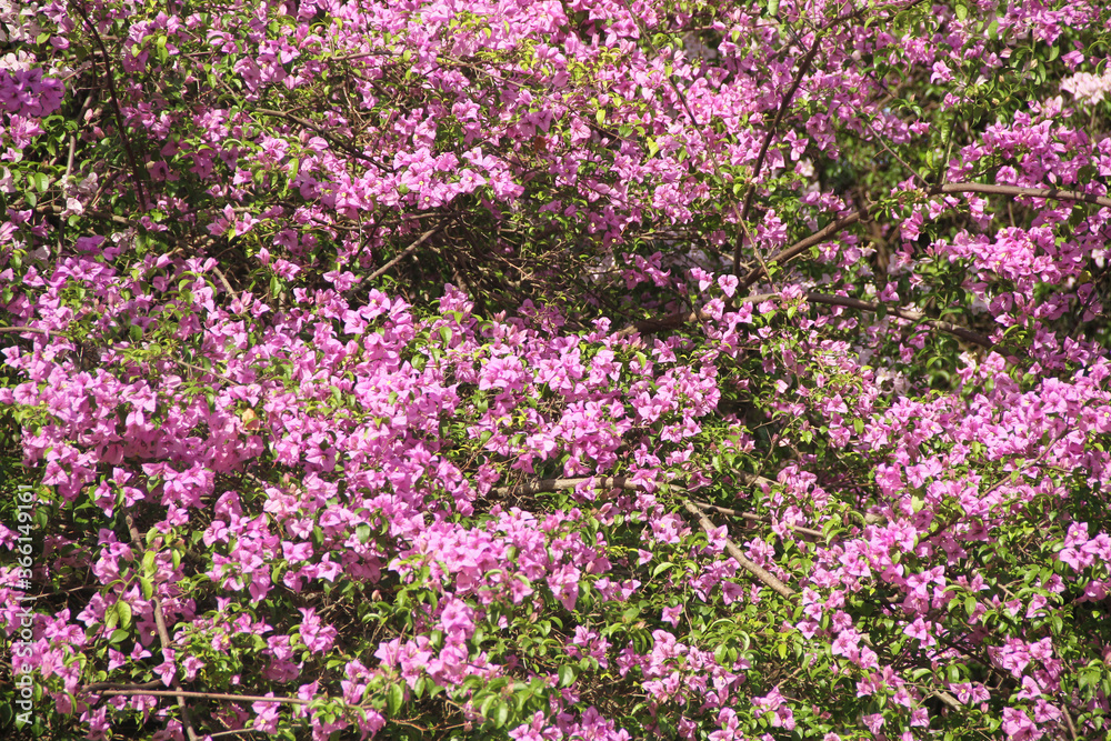 Pink Blossom , Bougainvillea, Lesser Bougainvillea, Bougainvillea glabra, Ibirapuera Park, Sao Paulo, Brazil Pink Blossom , Bougainvillea, Lesser Bougainvillea, Bougainvillea glabra, Ibirapuera Park, Sao Paulo, Brazil