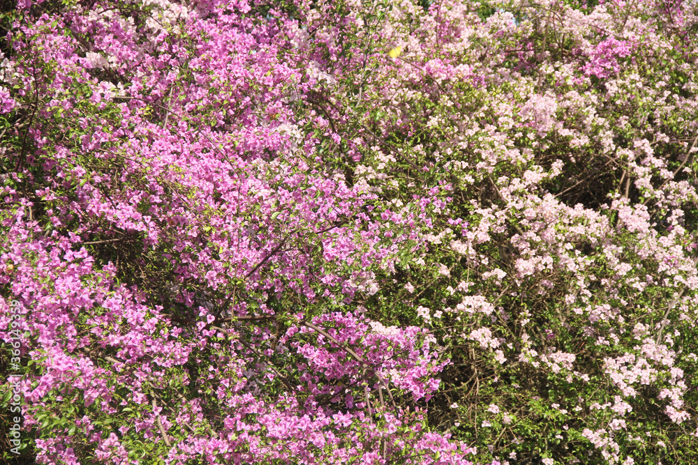 Pink Blossom , Bougainvillea, Lesser Bougainvillea, Bougainvillea glabra,  Ibirapuera Park, Sao Paulo, Brazil