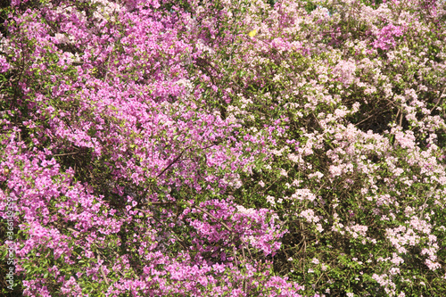 Pink Blossom , Bougainvillea, Lesser Bougainvillea, Bougainvillea glabra,  Ibirapuera Park, Sao Paulo, Brazil