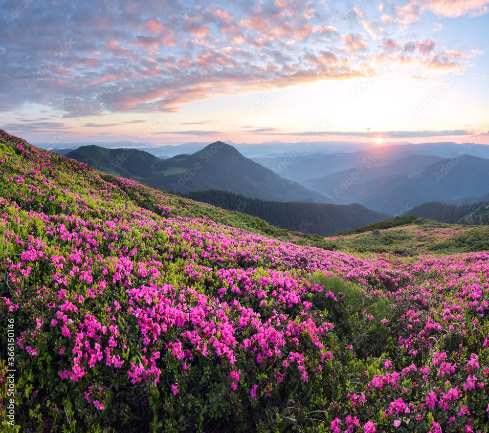 Scenery of the sunset at the high mountains. Amazing spring morning. A lawn covered with flowers of pink rhododendron. Amazing summertime wallpaper background. Natural landscape.