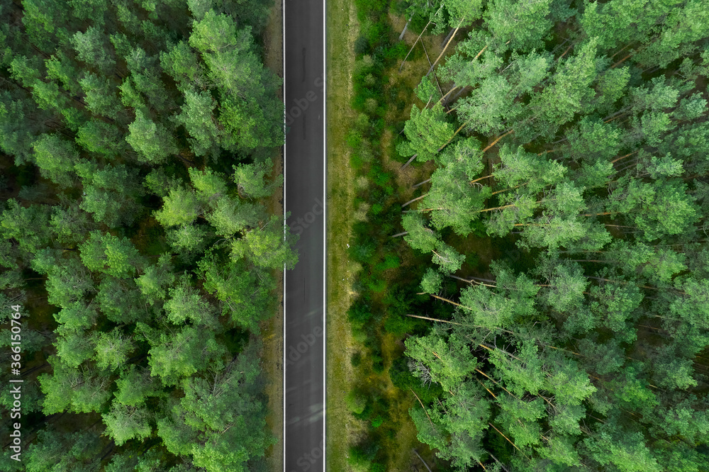 Top view on the top of high pine trees and road in the middle. Road in the forest.
