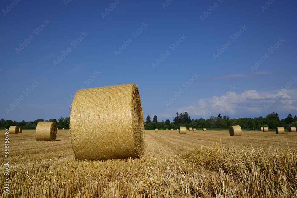 In summer, the straw bales are spread across the field on a harvested grain field, against a blue sky in Bavaria