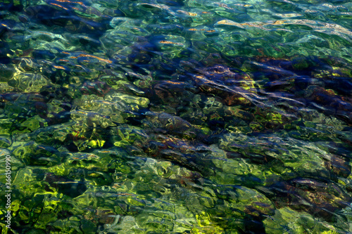 Transparent river water in a summer day