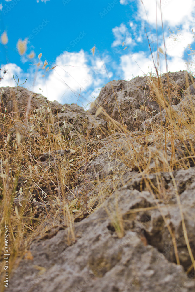 Fototapeta premium straw growing on the rocks of a large mountain