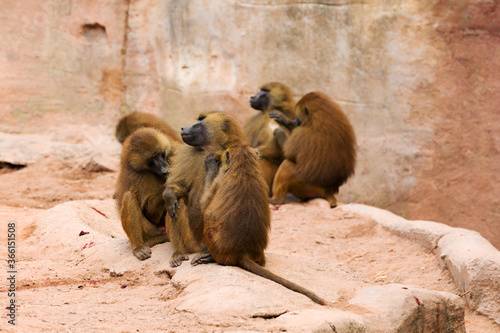 Die Gemeinschaft der Affen Familie, in einem Bild