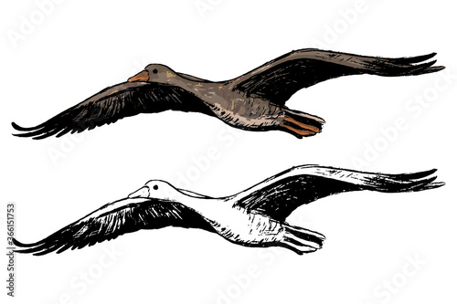 Drawing of flying greylag goose. Realistic ink sketch of wild bird. Hand drawn vector illustration in vintage style. Set of contour and color element isolated on white, for design, decor, print, card.