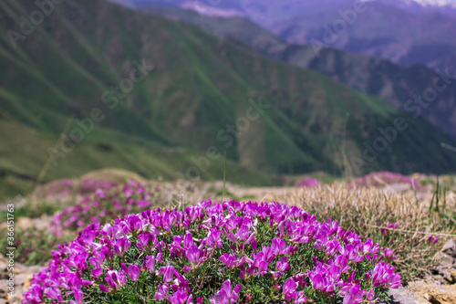 purple bushy flower