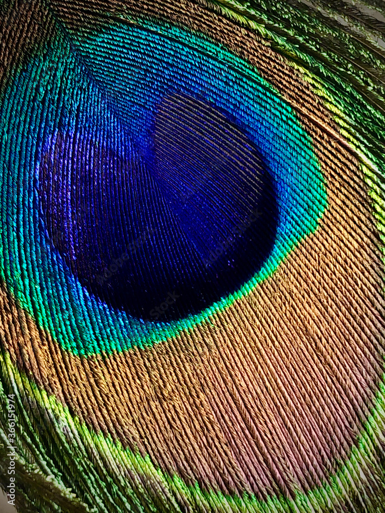 Obraz premium peacock feather close up