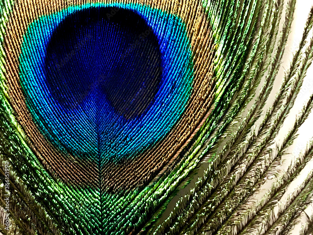 Obraz premium peacock feather close up
