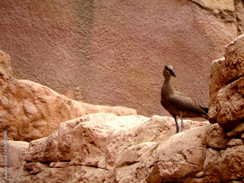 Ptak stojący na skałąch