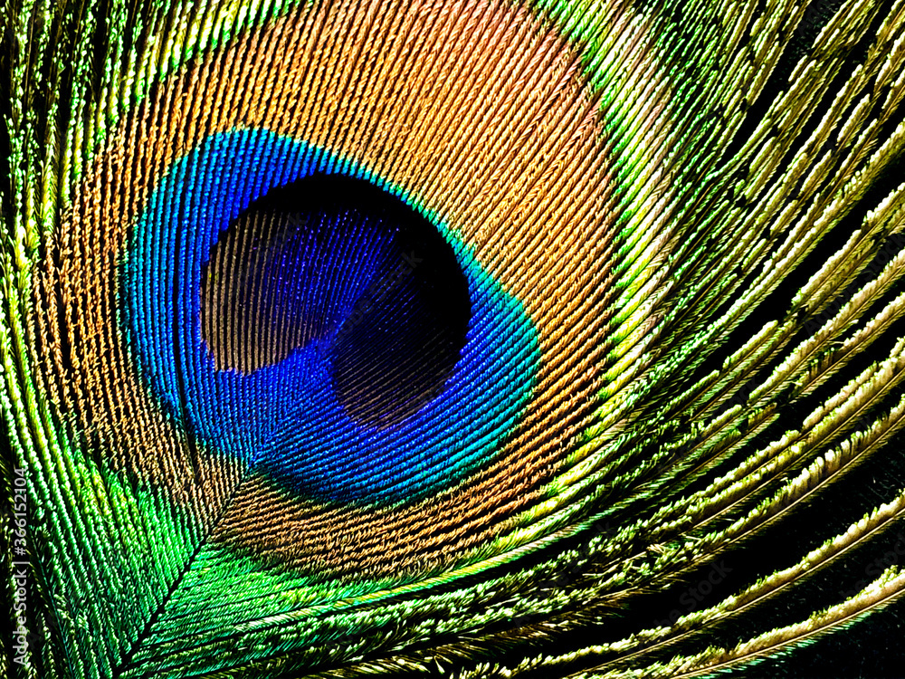 Obraz premium peacock feather close up