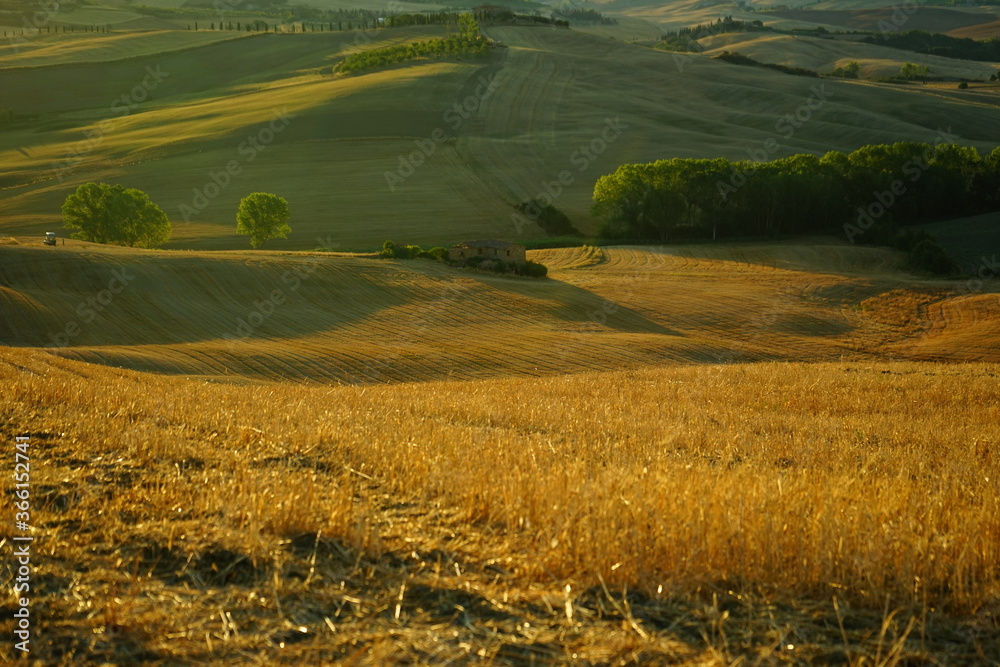 Fototapeta premium Isolated trees on a summer sunrise over Val d'Orcia hills, Tuscany, Italy