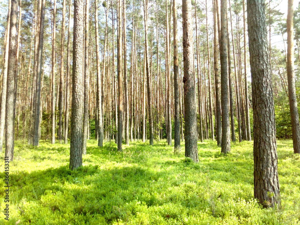 Fototapeta premium Las wokół Jeziora Turawskiego Srebrnego