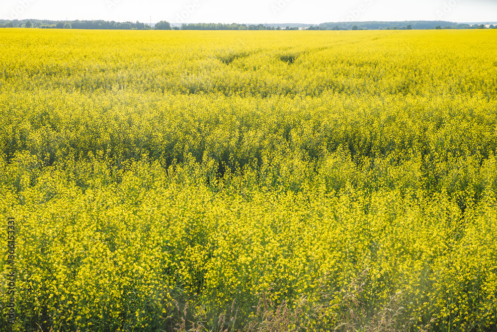 Yellow field rapeseed in bloom with blue sky and white clouds Yellow field rapeseed in bloom with blue sky and white clouds