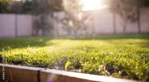 Close up photo of green vivid grass in summertime outdoor