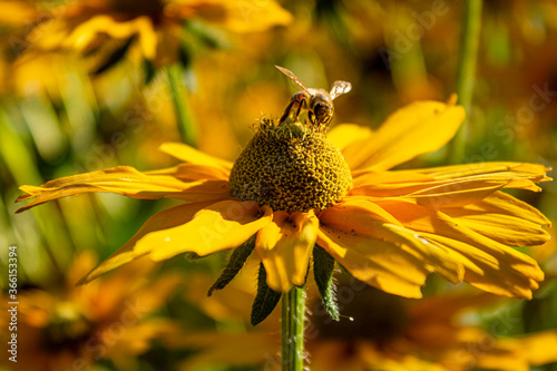 Great Coneflower with a Bee