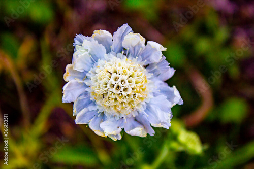 Caucasian Pincushion Flower