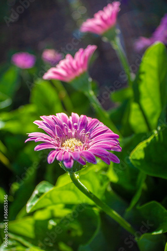 Gerbera Flower