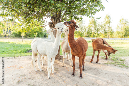 Cute alpaca with funny face relaxing on ranch in summer day. Domestic alpacas grazing on pasture in natural eco farm countryside background. Animal care and ecological farming concept