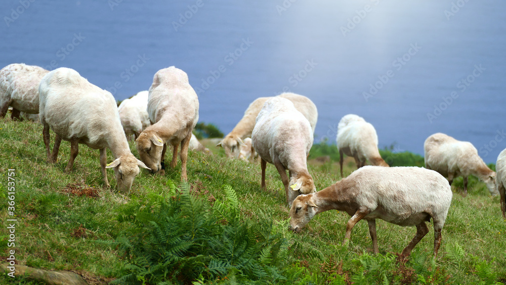 Sheep grazing on the coast of the Cantabrian Sea. Mount Jaizkibel. Basque Country, Spain. Sheep grazing on the coast of the Cantabrian Sea. Mount Jaizkibel. Basque Country, Spain.
